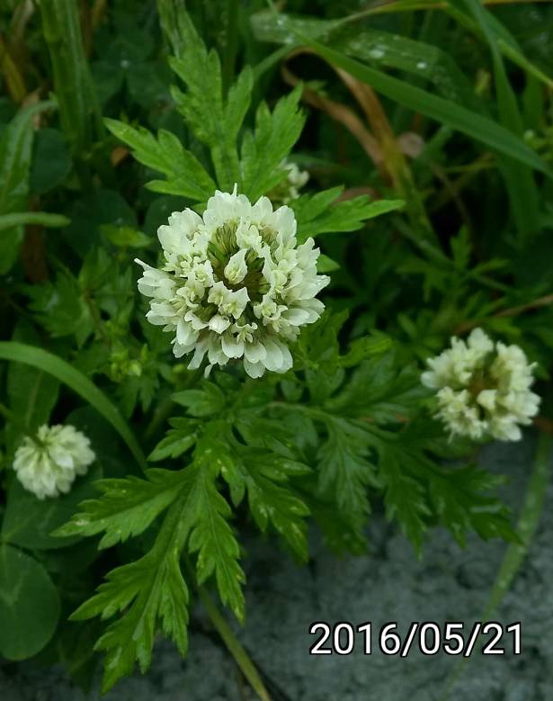艾草的花,flowers of artemisia argyi, chinese mugwort